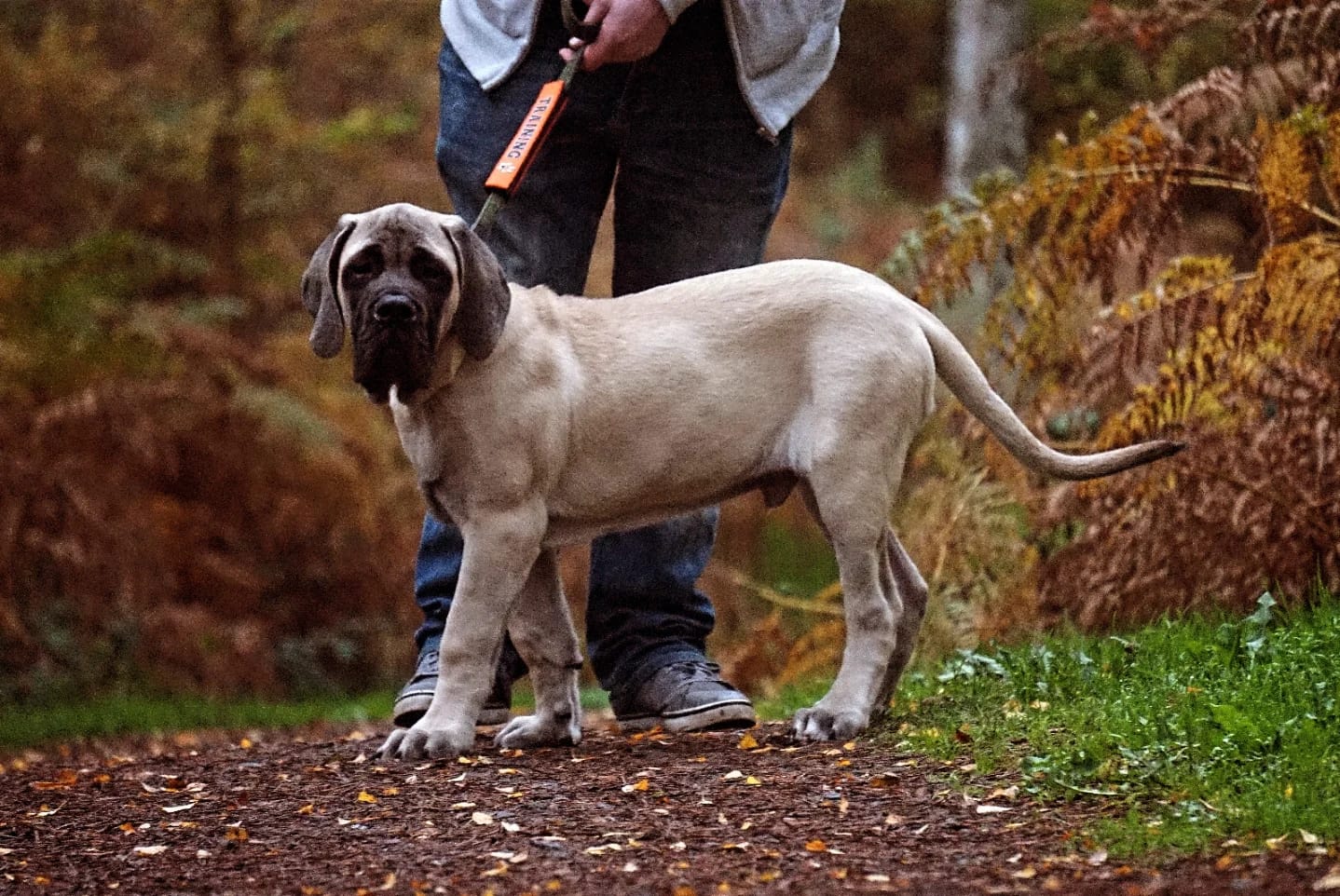 George enjoying a walk outdoors