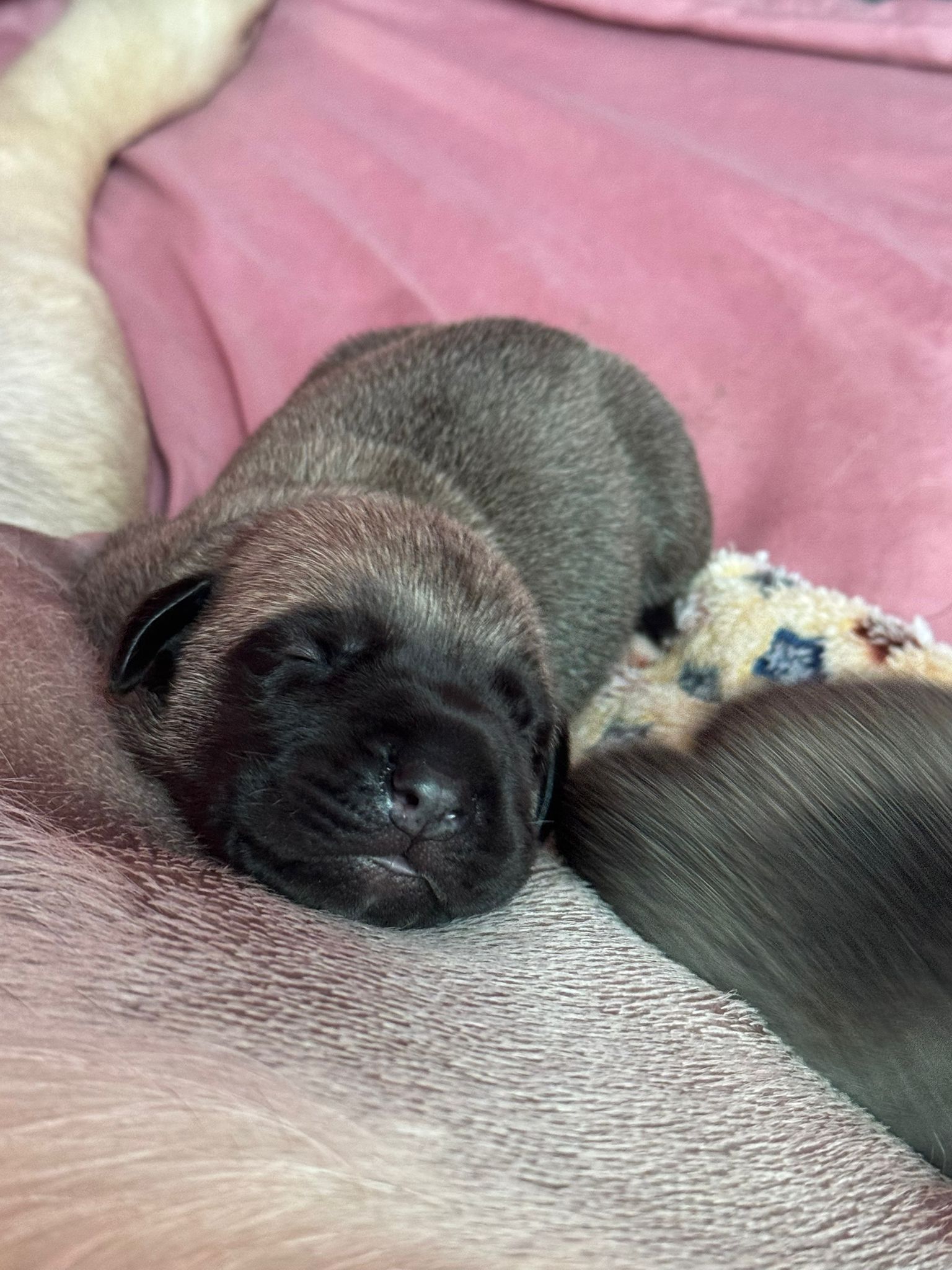 George as a tiny puppy